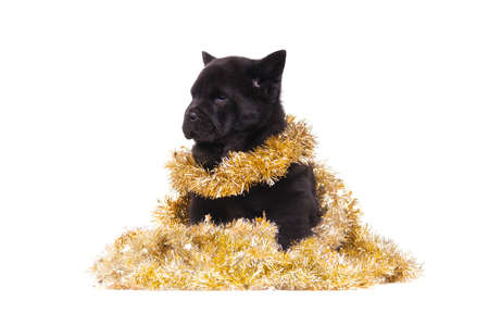 chow-chow puppy with Christmas gift isolated on white backgroundの写真素材