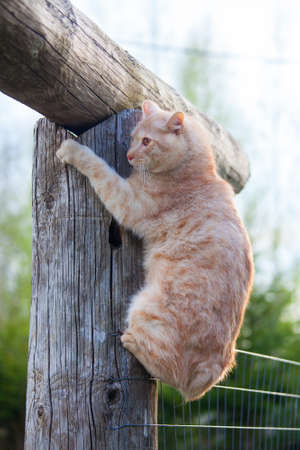 cat on top of a log against blue skyの写真素材