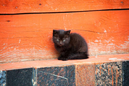 Relaxing black little kittenin the villageの写真素材