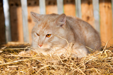 Relaxing cat in the villageの写真素材