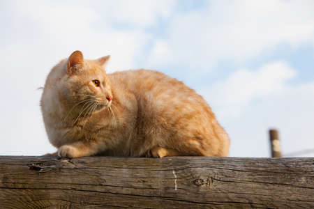 cat on top of a log against blue skyの写真素材