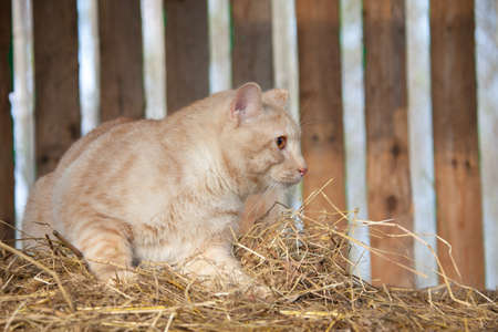 Relaxing cat in the villageの写真素材