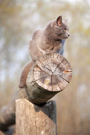 gray cat resting on top of a logの写真素材