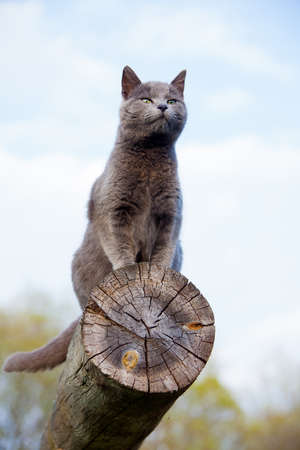 gray cat resting on top of a log against blue skyの写真素材