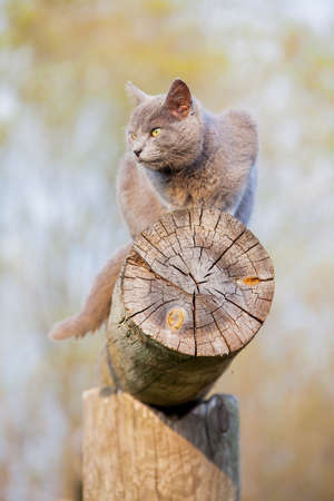 gray cat resting on top of a logの写真素材