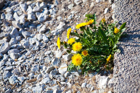 poor yellow dandelions among stonesの写真素材