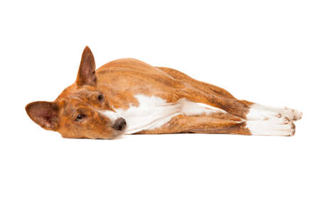 basenji dog isolated on white backgroundの写真素材