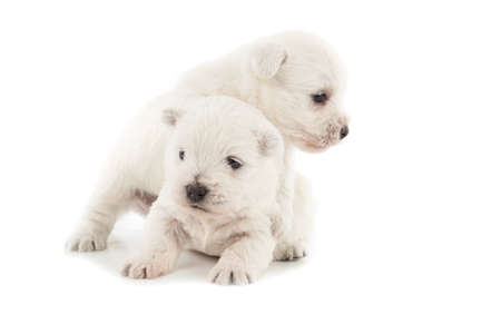 West Highland White Terrier puppies isolated over white backgroundの写真素材