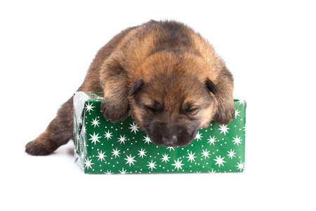 sheepdog puppy with giftbox isolated on white backgroungの写真素材