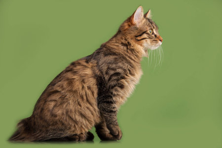 Kurilian Bobtail kitten isolated on green backgroundの写真素材