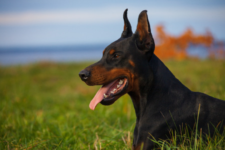 black doberman sitting on the grass in the parkの写真素材