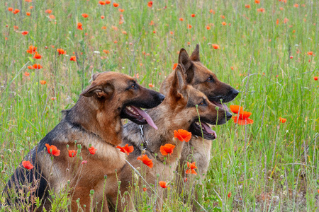 portrait of three beautiful German shepherdsの写真素材
