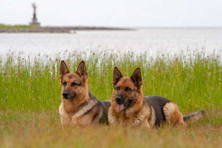 portrait of two beautiful German shepherdsの写真素材
