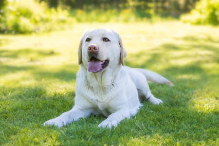 Cute white labrador dog in green grass on a summer dayの写真素材