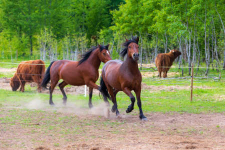 two brown horses running around the farmの写真素材