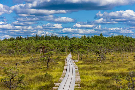 view of the forest and swamp trekking trail