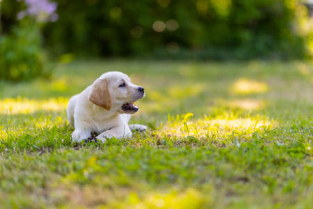 Labrador puppy playing in the gardenの写真素材