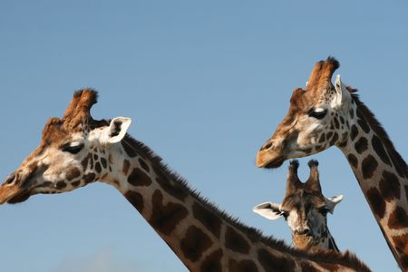 giraffesの写真素材