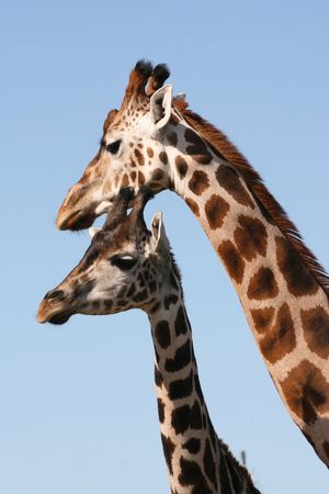 giraffesの写真素材