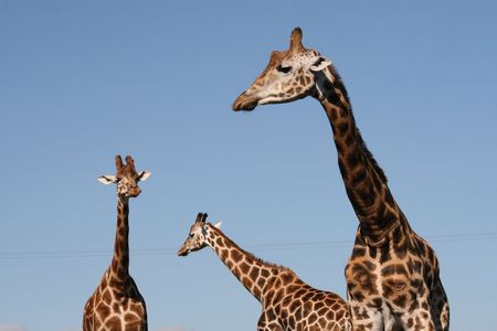 observatoryの写真素材