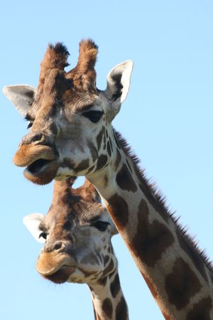 familyの写真素材