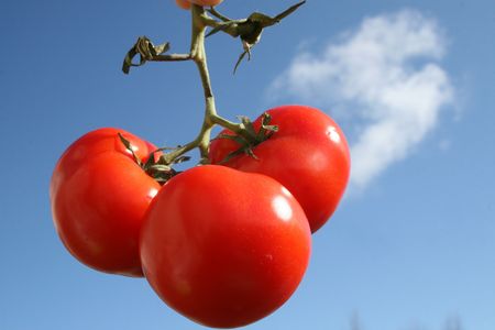 hung tomatoの写真素材