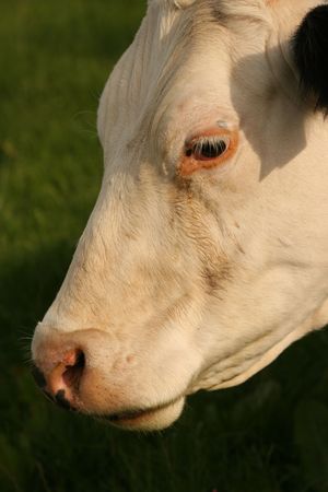 white cow headの写真素材