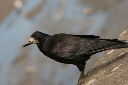 black birdの写真素材