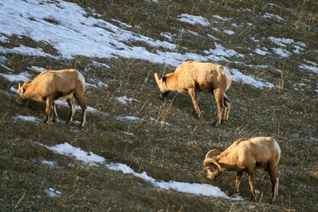 mouflon in canada, rocky mountainsの写真素材