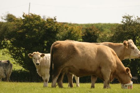 ion the pasturelandの写真素材