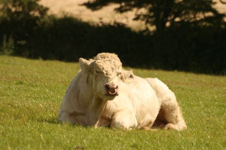 sitting bullの写真素材