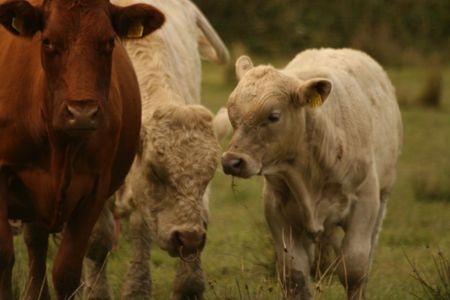 beef cattle walkの写真素材