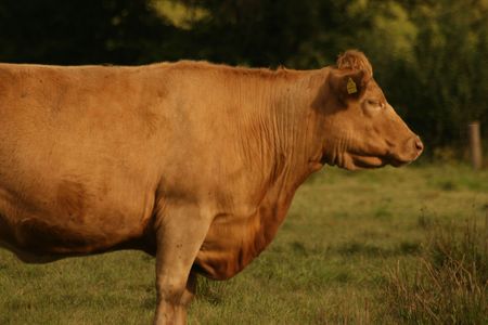 profile of the cowの写真素材