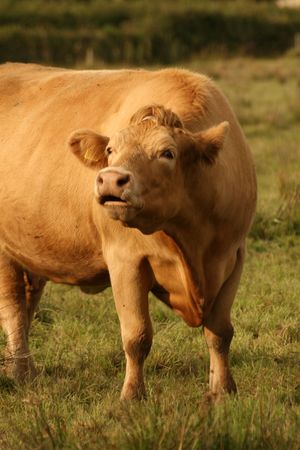 old fat cow gives the signalの写真素材