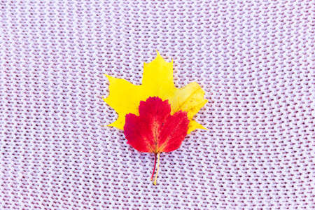 Autumn leaves lie on a knitting background.