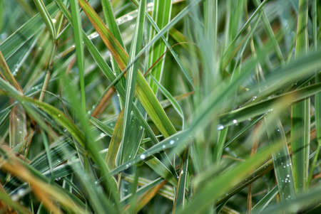 green grass
