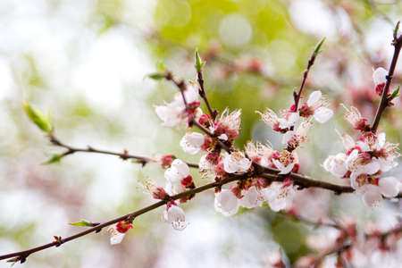 Blossoming Oriental cherry on a background of the skyの写真素材