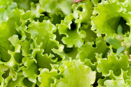 lettuce