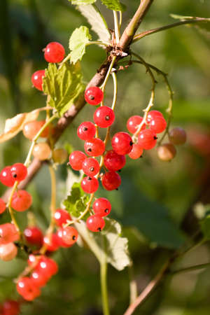 Red currant