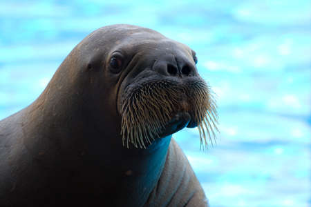 Walrus posing happily on blue fuzzy background.の写真素材