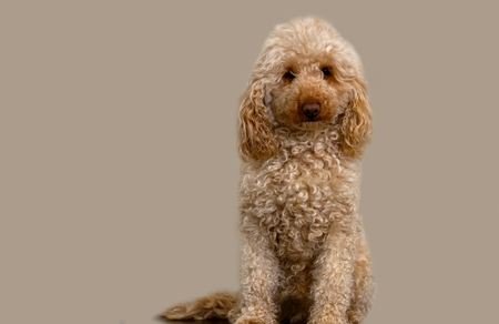 Cute shaggy dog on a light background. Sad dog Sitting on a flat background dog. Dog for advertising. Sad dog is sitting.の写真素材