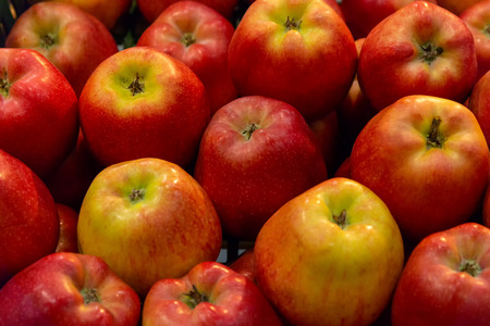 apple scatter Gloucester variety. background of red apples. Gloucester apples. Red apples. Fruit...