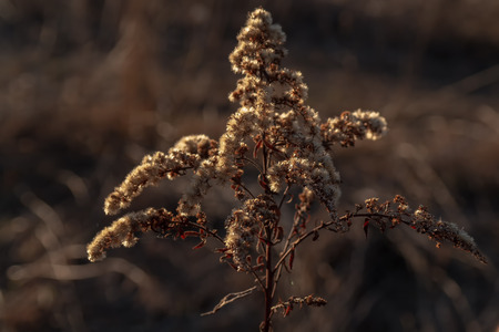 dried flower Field herbarium. Field plants. Plants at sunset.
