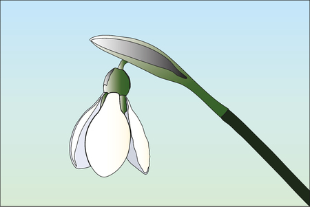 Snowdrop on a light background. Spring flowers. White flower illustration. flower vector.のイラスト素材