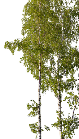 Birch isolate. Birch on a white background. Birch clipping. Trees with leaves isolate.の写真素材