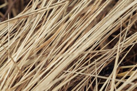 Abstraction of dry grass in a warm tintの写真素材