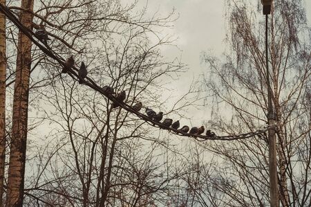 Pigeons sit on a wire in a thicket of trees