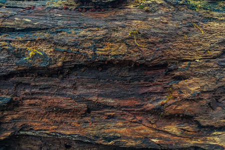 Old rotten wet wood texture. Background of rotten wood close up. Wet rotten tree stump texture