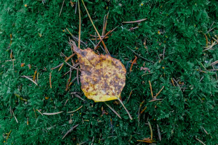 Yellow autumn leaf lies on green moss surrounded by dry coniferous needlesの写真素材