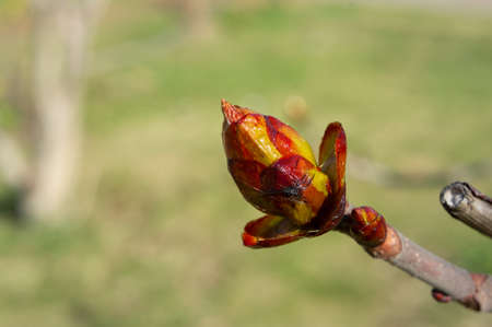 swollen bud of a tree large on a light green once-focused background spring grass